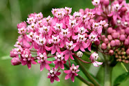 Swamp Milkweed