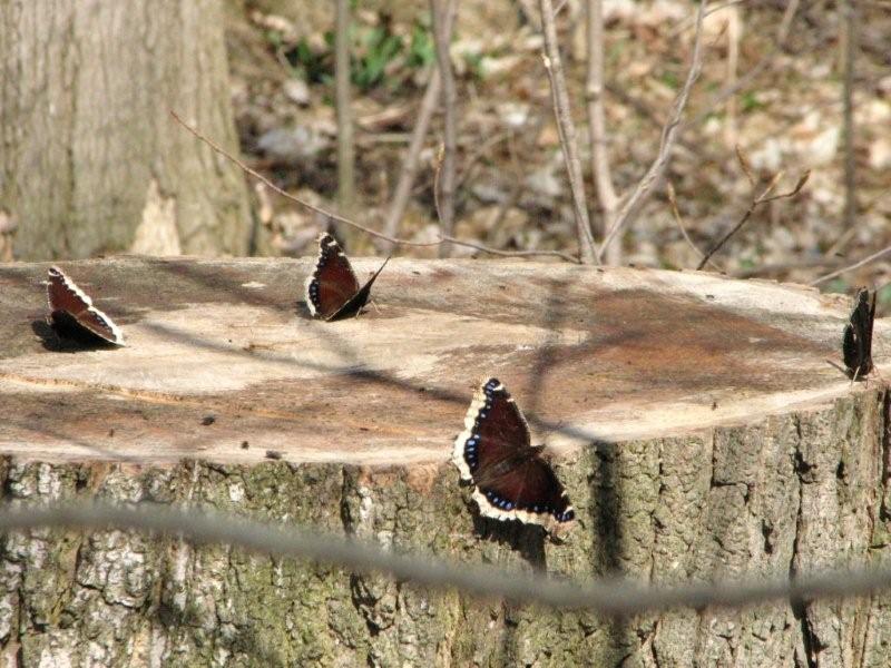 [Mourning+Cloak+Group.jpg]
