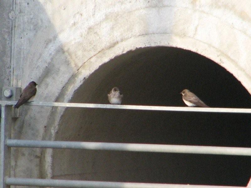 [best+3+rw+swallows.jpg]