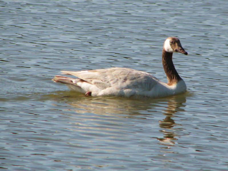[White+canada+goose.JPG]