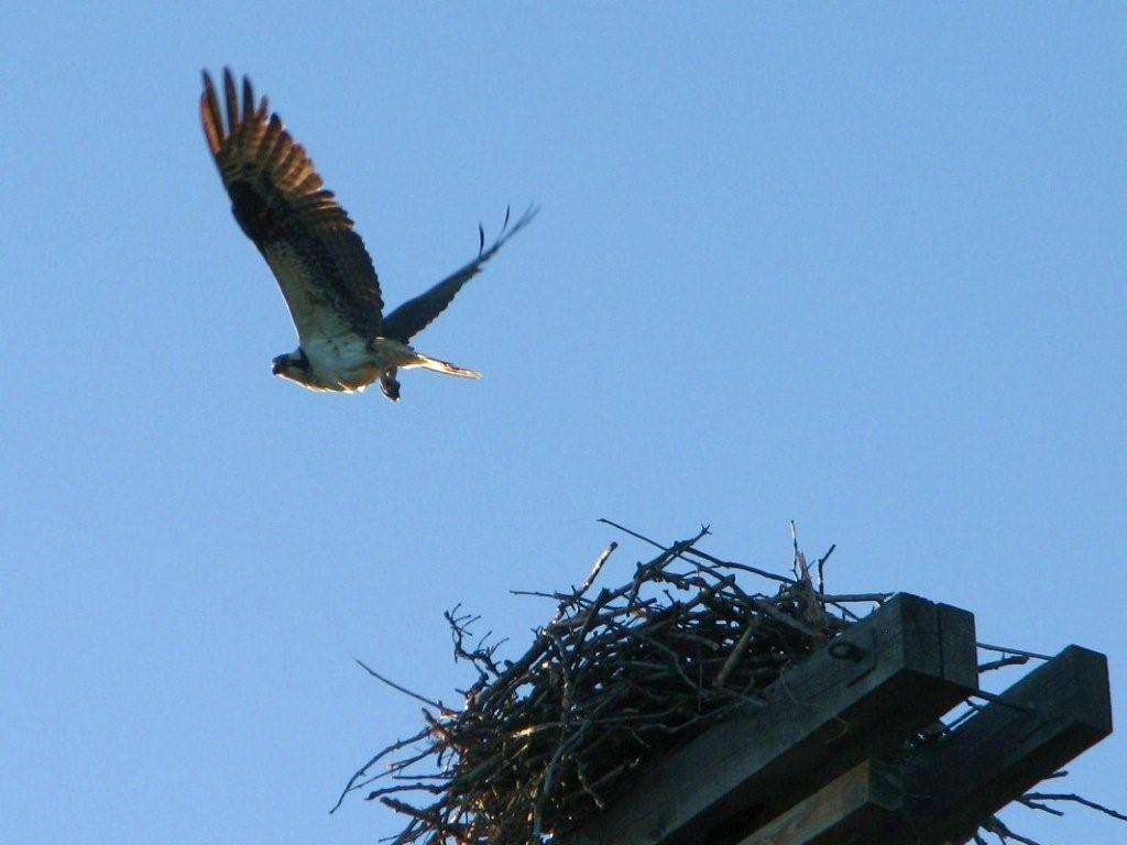 [osprey.jpg]
