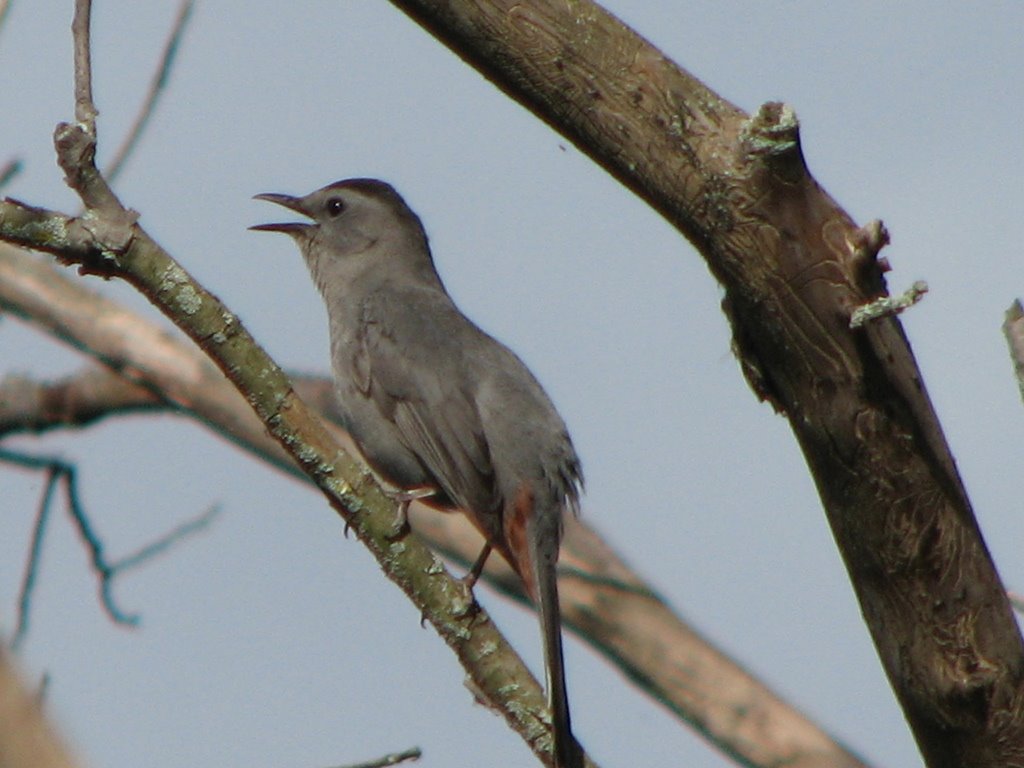 [catbird.jpg]