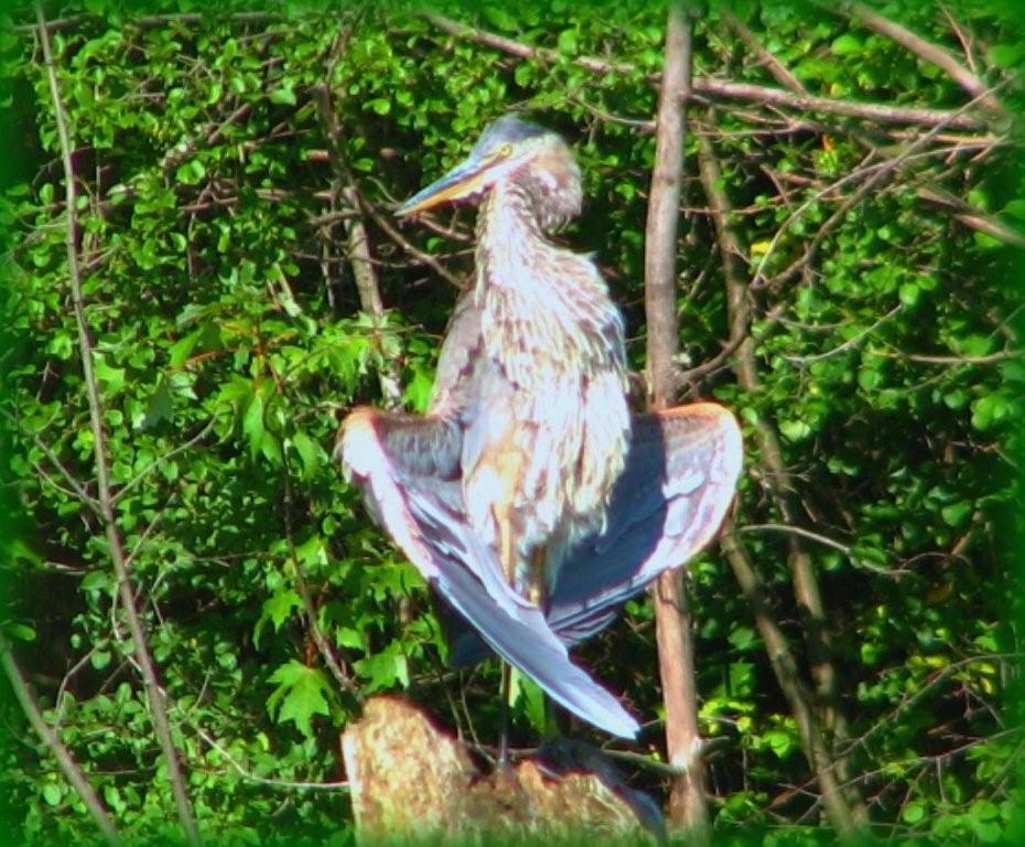 [odd+heron+pose.jpg]