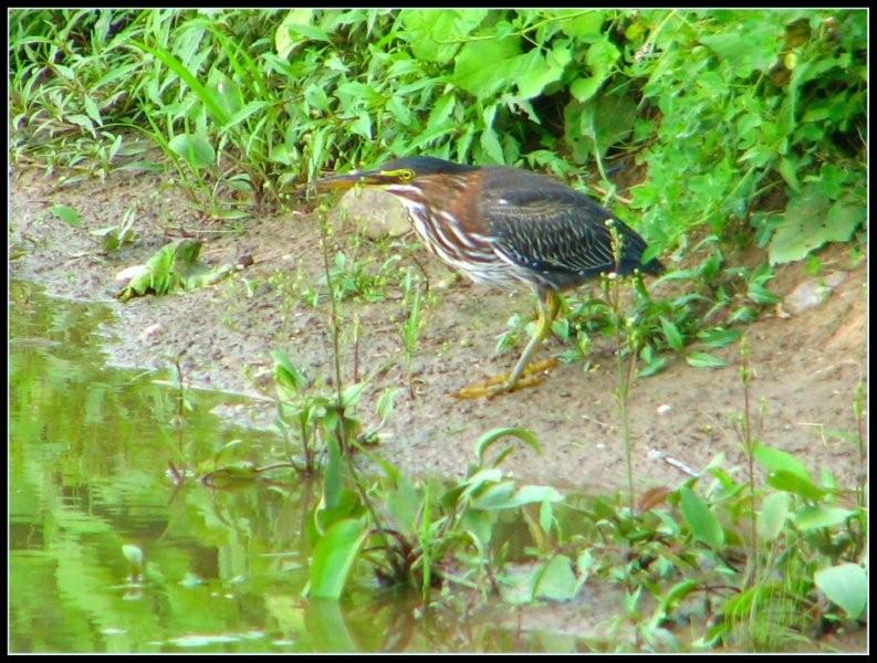 [green+heron.jpg]