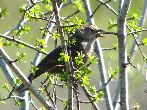 [2471111208_c31759ee8a.jpg]