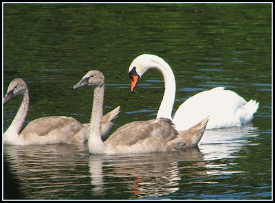 swan and goose