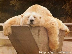 [resized_306x228_polar_bear_sleeping.JPG]