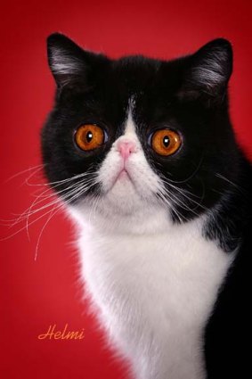 How To Make My Face Look Like A Cat How To Make My Face Look Like A Cat
