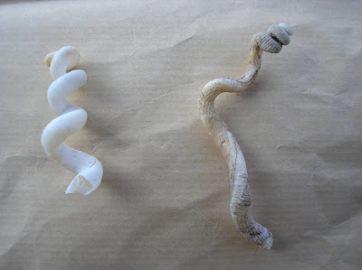 [Image: Siliquidae.JPG]