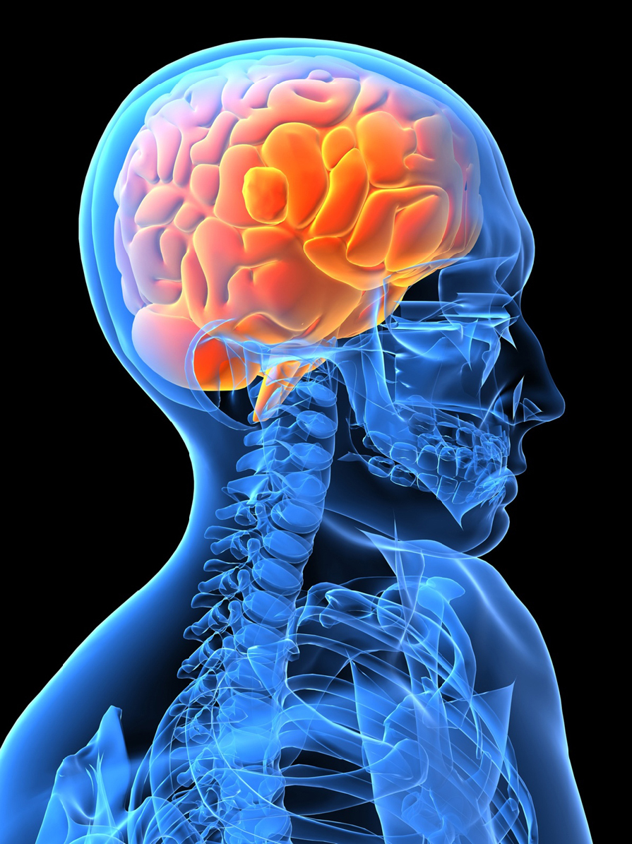 MAshooq: Brain and Nervous System