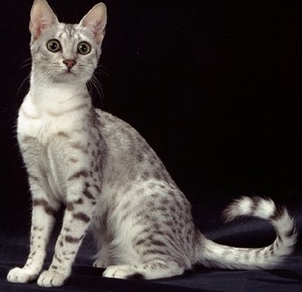 Can Cats Be With Gods Can Cats Be With Gods