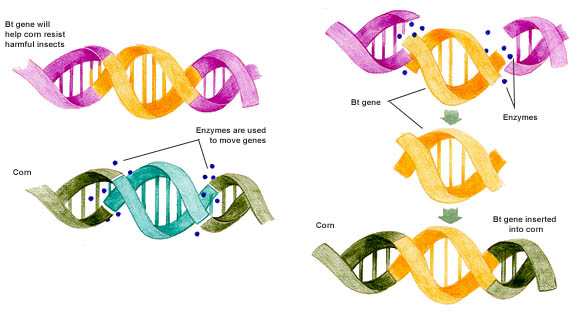 an overview of the process of cloning and the genetic duplicate of an individual in medical research You may have heard about researchers cloning, or identifying, genes that are responsible for various medical conditions or traits what's the difference when scientists clone an organism, they are making an exact genetic copy of the whole organism, as described above. an overview of the process of cloning and the genetic duplicate of an individual in medical research You may have heard about researchers cloning, or identifying, genes that are responsible for various medical conditions or traits what's the difference when scientists clone an organism, they are making an exact genetic copy of the whole organism, as described above.