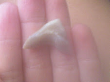 Ellie's Hand with a Shark Tooth