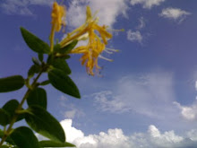 FLOR Y CIELO.