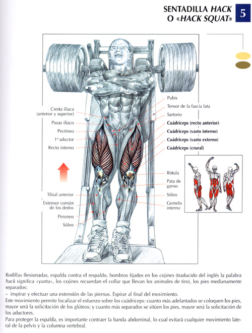 EJERCICIOS DE GIMNASIO CON PESAS ejercicios de gimnasio con pesas: