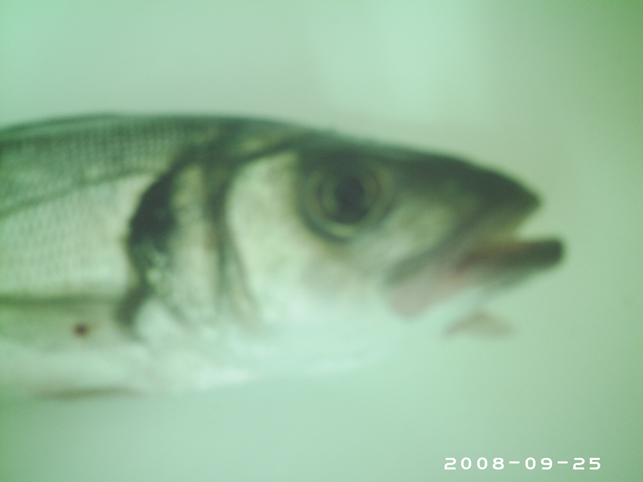 [BARRIKA+-+DOMO+..+25-09-2008+..+600Gr.JPG]