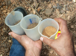 Campo Pedologia Embrapa milho e Sorgo Sete Lagoas