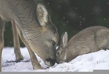 [Bambi3.jpg]
