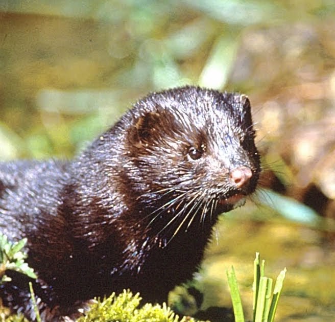 All About Animals: mink