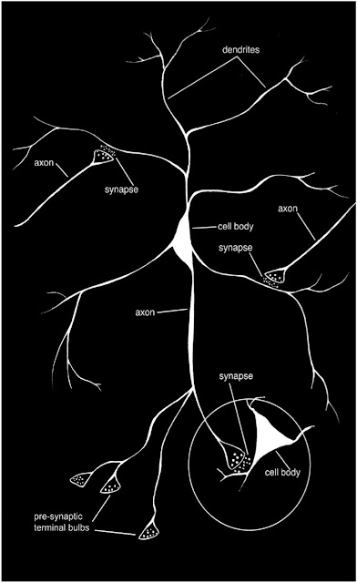 Worlds Of Learning: How the Brain Learns