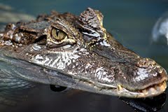 [croc1.jpg]