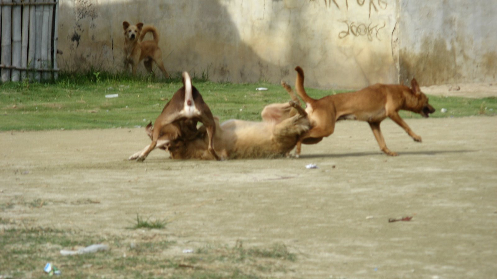 [IMG_1186.JPG]