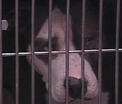 Are Pitbulls Illegal