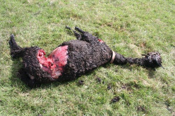 rottweiler attack pitbull rottweiler attacks on humans breeds picture rottweiler attack pitbull rottweiler attacks on humans breeds picture