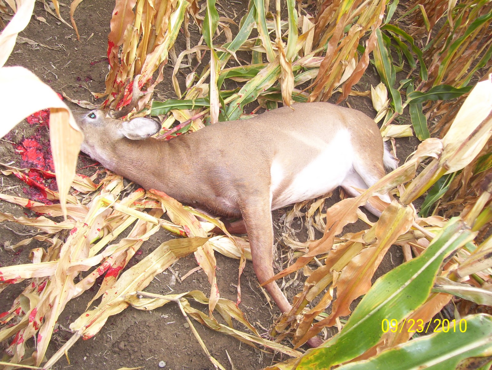 rencontre chasseur