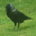 A Nordic Jackdaw in Haverfordwest?