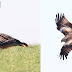 Wing-tagged Red Kite