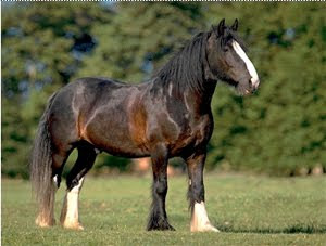 Clydesdale_horse.jpg