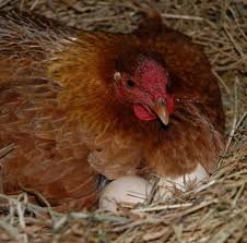 chicken on nest