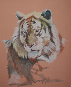 Art Of Coloured Pencil Having Fun With Study Of Fur