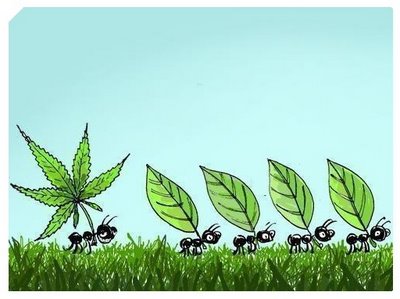 reggae reggae