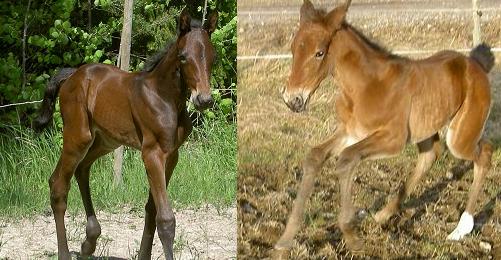 Två av fölen 2009.