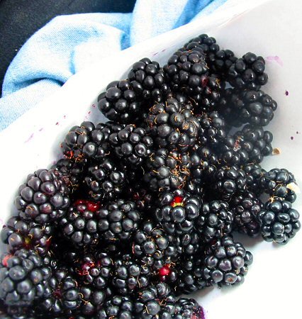 [02-blackberries.jpg]