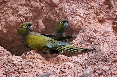 Loro Barranquero, un loro argentino Loro Barranquero, un loro argentino