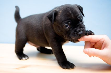 How To Stop A Puppy or Older Dog From Biting