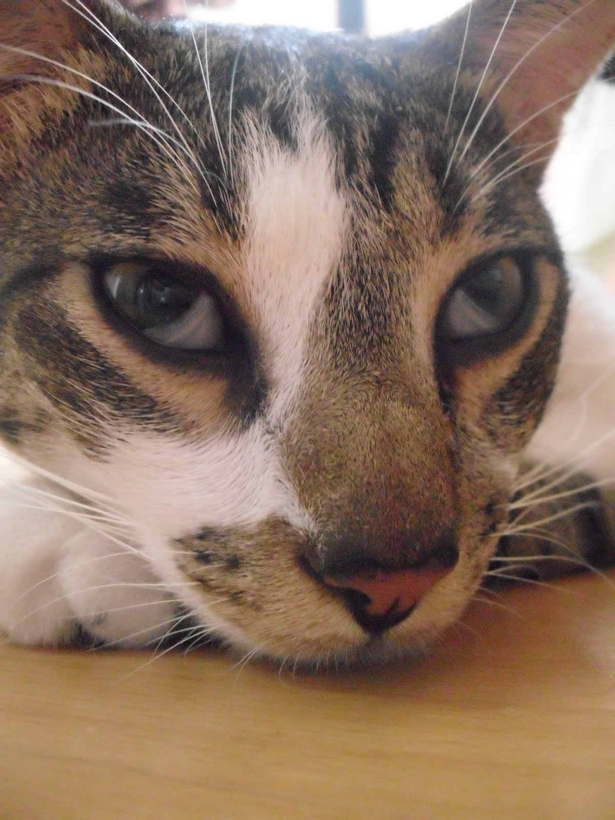 cats eyelids showing