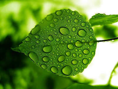 ورود ملونـــة اسحب واكتب^^  Green+Leaf+Rain+Drops