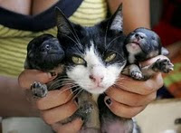 anjing anak kucing