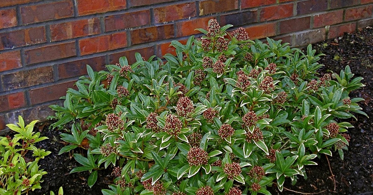 Good winter plants information