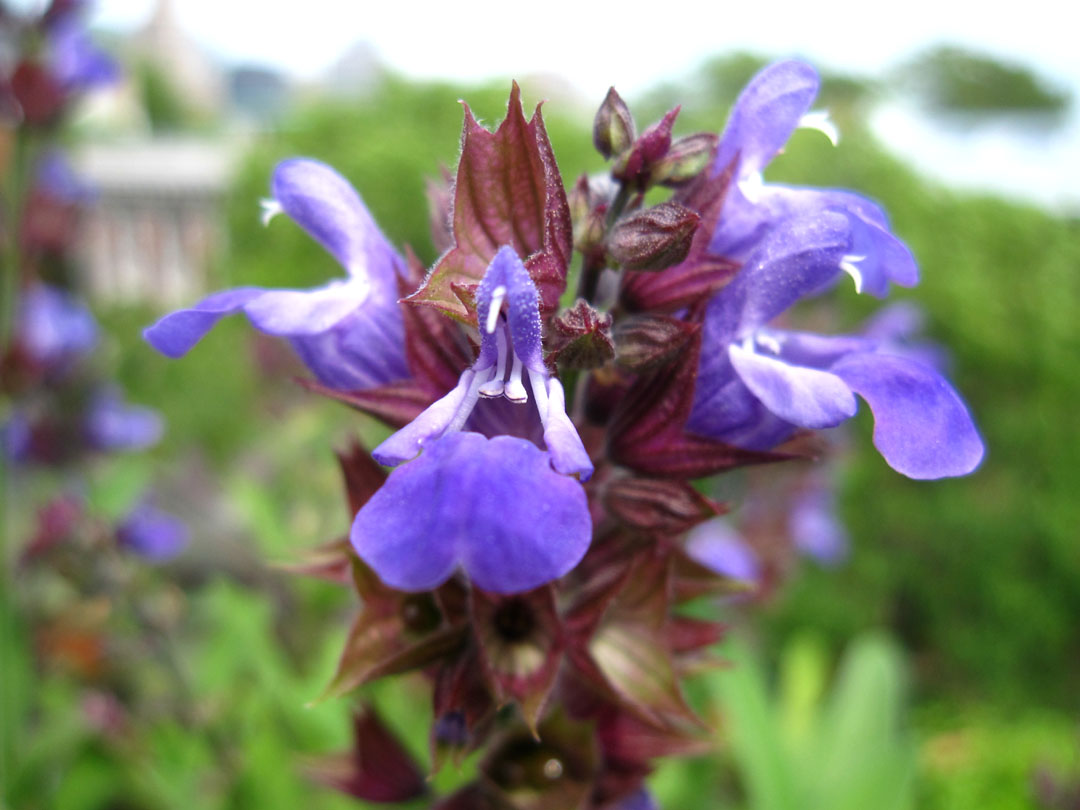 flower sage