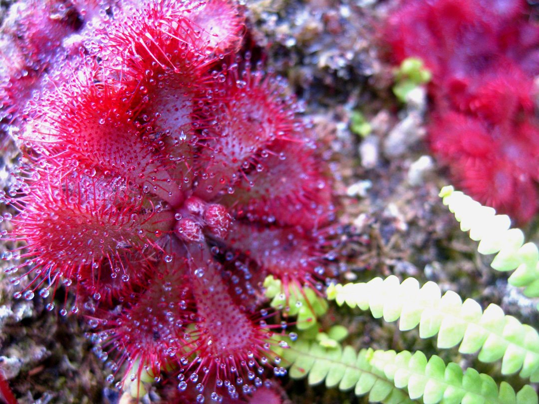 [Drosera+trinervia+Table+Mountain.jpg]
