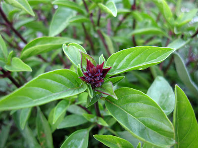 Thai Basil Leaf