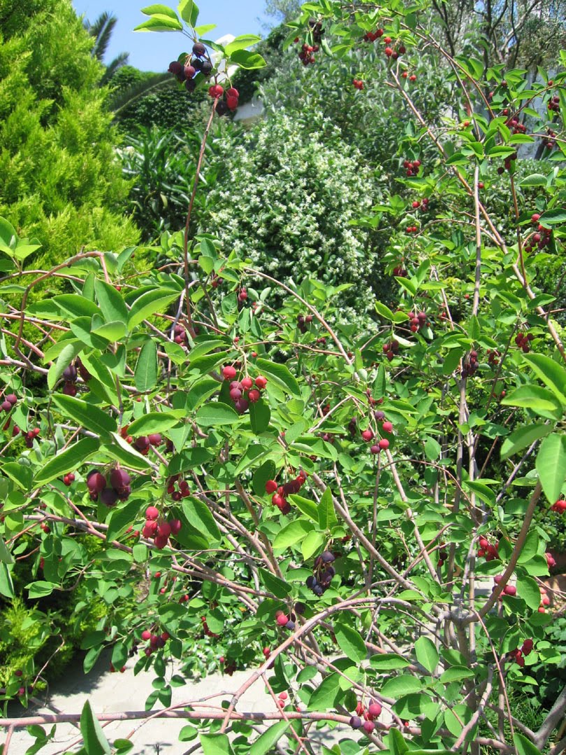 Damn Arbor Psa Juneberry Season
