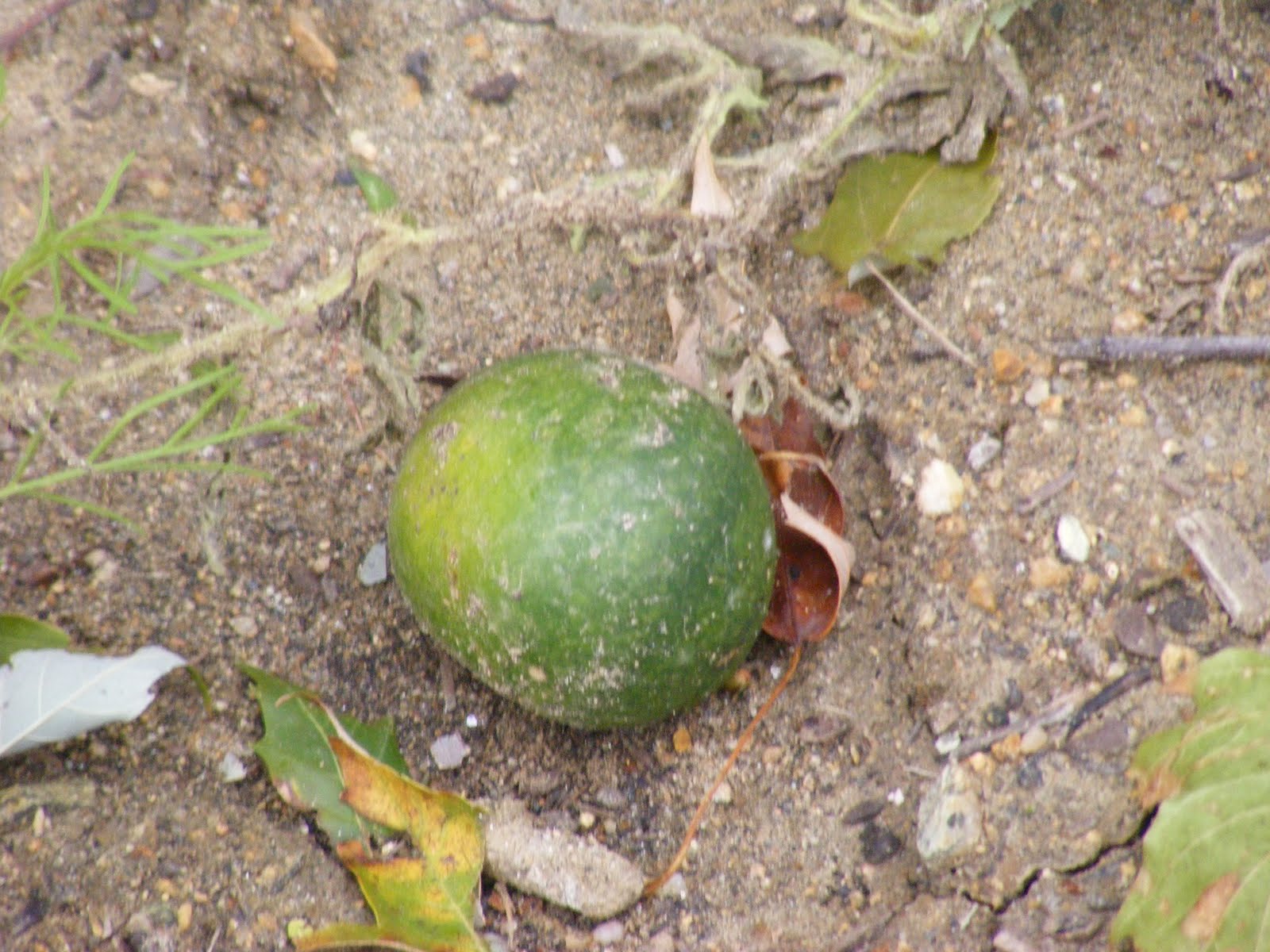 [DSCF0216.JPG]