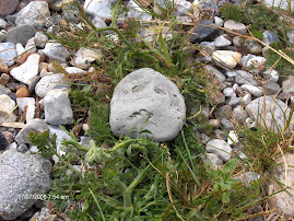 Stoneface