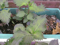 無農薬の大葉には虫がつく